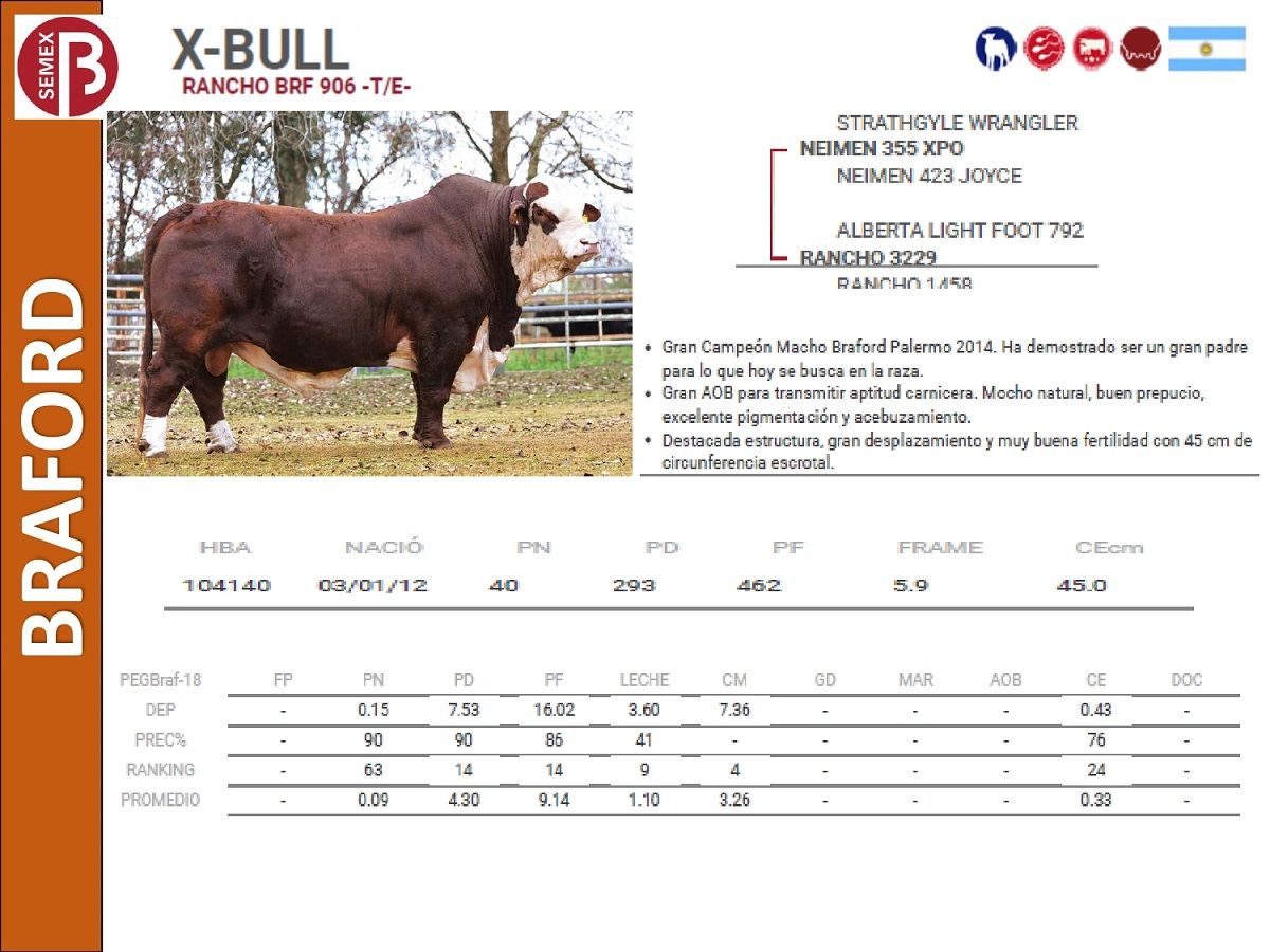 X-bull.jpg?1570208216778