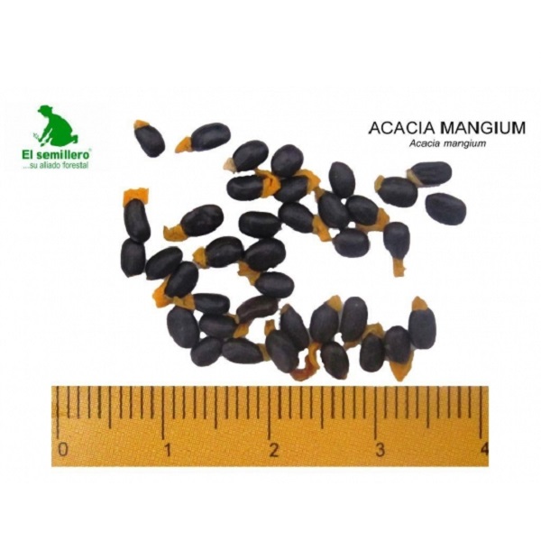 Semillas de Arboles Semilla de Acacia Mangium |