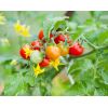 Plántula de tomate cherry -  Plántulas