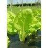 Plántula de Acelga enana -  Plántulas