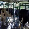 Equipo de Ordeño Fijo Descarga a Cantina de 3 Puestos en Adelante -  Maquinas de Ordeño