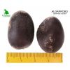 semilla de Algarrobo -  Semillas de Arboles