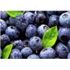Arándanos Azules Frescos -  Productos agrícolas