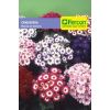 Semilla de Cineraria Mezcla de Colores -  Plantas Ornamentales