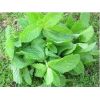 Semilla de Menta -  Semillas Aromáticas