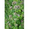 Semilla de Oregano -  Semillas Aromáticas
