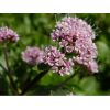 Semilla de Valeriana -  Semillas Aromáticas
