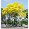 Semilla de Guayacán Amarillo -  Semillas de Arboles