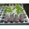 Jiffy Pellet -  Sustrato para Plantas