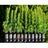 Jiffy Pellet -  Sustrato para Plantas