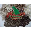 Semilla de Moringa -  Semillas de Pasto