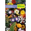 semilla de Tapete Japones Flor Enana -  Plantas Ornamentales