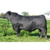 Angus Negro Opportunity -  Genética Bovina Línea Carne