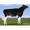 Holstein Graduate -  Genética Bovina Línea Leche