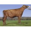 Ayrshire Bigstar -  Genética Bovina Línea Leche