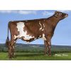 Ayrshire Bigtime -  Genética Bovina Línea Leche