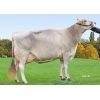 Pardo Suizo Biver -  Genética Bovina Línea Leche
