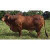 Brahman Rojo Sacapalos Roberto 12X Ray 483/24 -  Genética Bovina Línea Carne