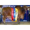 Brahman Rojo El Tesoro Tambor 397/35 -  Genética Bovina Línea Carne