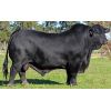 Brangus Negro Facundo -  Genética Bovina Línea Carne
