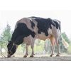 Holstein Byway -  Genética Bovina Línea Leche