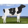 Holstein Classic -  Genética Bovina Línea Leche