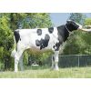 Holstein Crushabull -  Genética Bovina Línea Leche