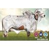 GYR Harim -  Genética Bovina Línea Leche