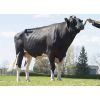 Holstein Lautrust -  Genética Bovina Línea Leche