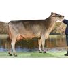 Pardo Suizo Lennox -  Genética Bovina Línea Leche