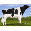Holstein Meridian -  Genética Bovina Línea Leche
