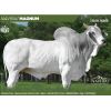 Nelore Magnum de Navirai -  Genética Bovina Línea Carne