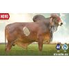GYR Nobrega -  Genética Bovina Línea Leche