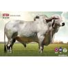 GYR Otton -  Genética Bovina Línea Leche