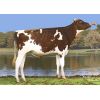 Holstein Redstream-ET -  Genética Bovina Línea Leche