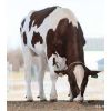 Holstein Russ-PP-Red -  Genética Bovina Línea Leche