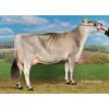 Pardo Suizo Victor-ET P -  Genética Bovina Línea Leche