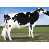 Holstein Graduate -  Genética Bovina Línea Leche