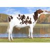 Holstein Bertaggia-ET -  Genética Bovina Línea Leche