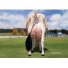 Jersey Choice -  Genética Bovina Línea Leche