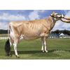 Jersey Choice -  Genética Bovina Línea Leche