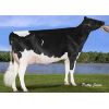 Holstein Incredibull-Red -  Genética Bovina Línea Leche