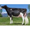 Holstein Meridian -  Genética Bovina Línea Leche