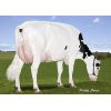 Holstein Meridian -  Genética Bovina Línea Leche