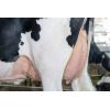 Holstein Orion -  Genética Bovina Línea Leche