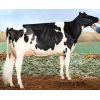 Holstein Orion -  Genética Bovina Línea Leche