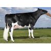 Holstein Russ-PP-Red -  Genética Bovina Línea Leche