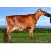 Ayrshire Bigstar -  Genética Bovina Línea Leche