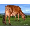 Ayrshire Bigstar -  Genética Bovina Línea Leche