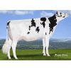 Holstein Fabulous -  Genética Bovina Línea Leche